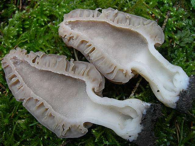 Le prime specie primaverili